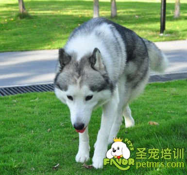 哈士奇犬