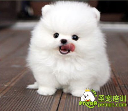 可愛狗狗