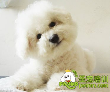 可愛(ài)狗狗