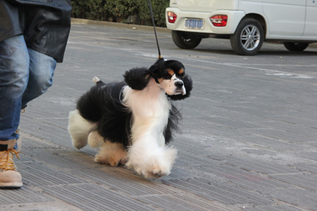 圣寵學子在進行訓犬訓練