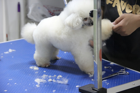 圣寵學子優秀作品