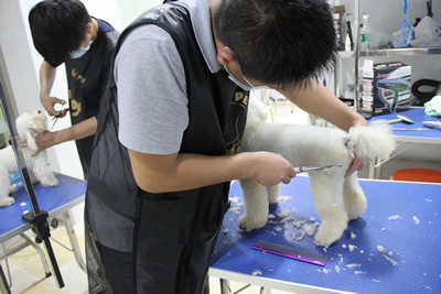 圣寵學子