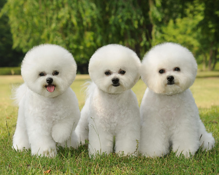 圣寵學(xué)子比熊犬作品