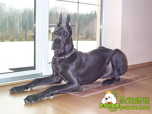 大丹犬飼養標準
