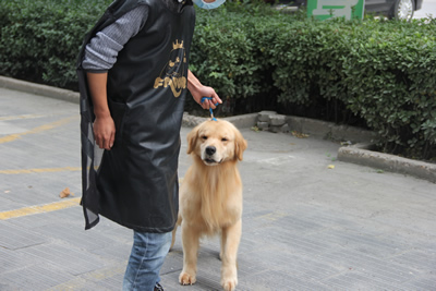 圣寵學員金毛犬訓導課程