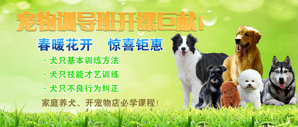 寵物訓導班開課了