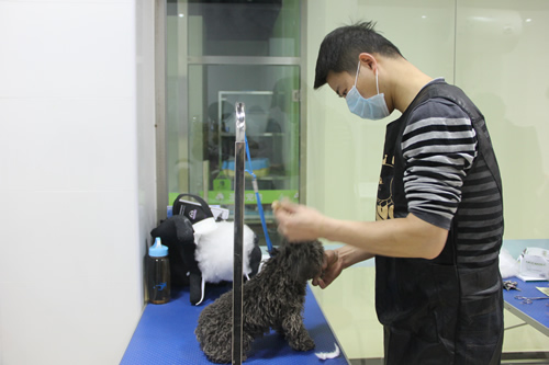 店鋪技術(shù)班第1期學(xué)員課前給貴賓犬梳毛