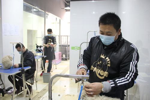 店鋪技術班第1期學員貴賓犬護理實操課程