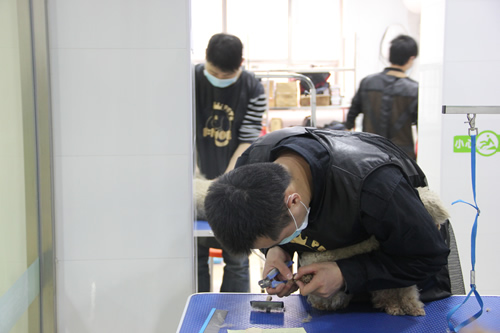 店鋪技術班第1期學員貴賓犬護理實操課程