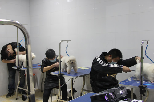 店鋪技術班第1期學員第一次實犬修剪貴賓犬