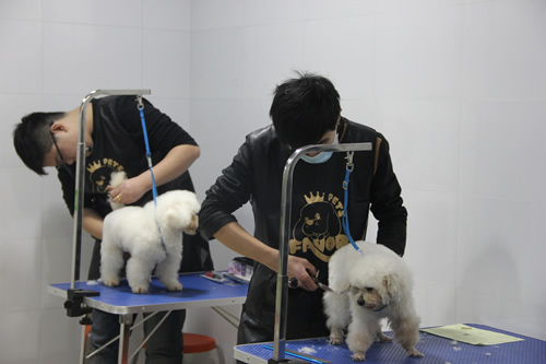店鋪技術班第1期學員第一次實犬修剪貴賓犬