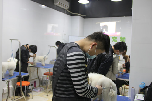 店鋪技術班第1期學員第一次實犬修剪貴賓犬