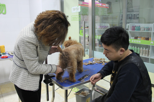 金老師指導學員貴賓犬后腿修剪