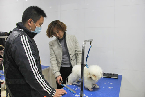 金春梅老師指導學員比熊犬修剪