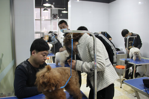 圣寵店鋪技術班第一期學員開始實犬剪狗了