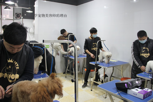 圣寵店鋪技術班第一期學員開始實犬剪狗了