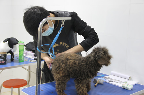 圣寵寵物學員實操課