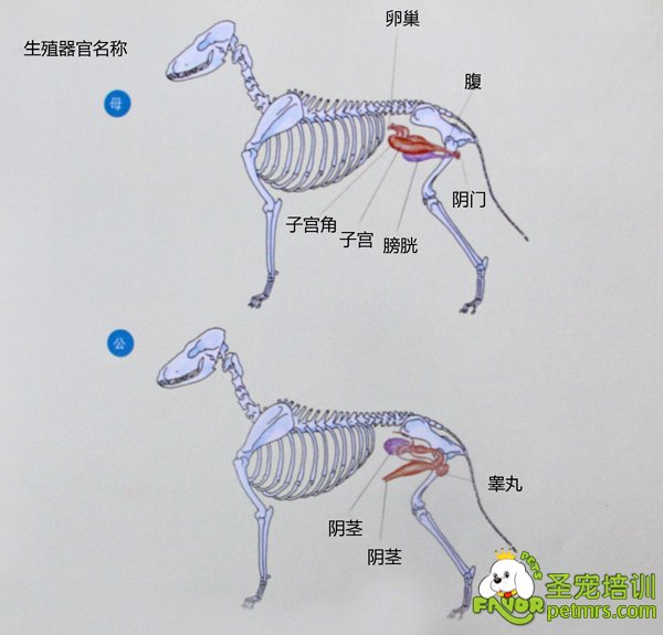 犬生殖器官詳細【圖】
