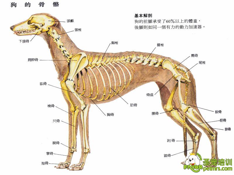 犬只骨骼分布圖