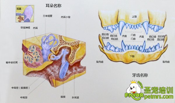 犬齒和耳朵詳細構造【圖】