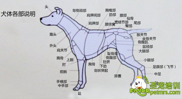 犬身體各部詳細說明【圖】