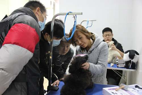 圣寵寵物美容學校