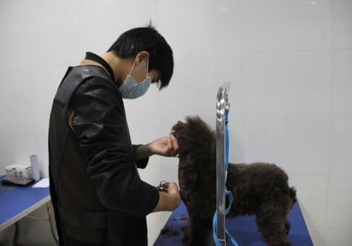 店鋪技術班第1期學員王玉龍貴賓犬實操練習