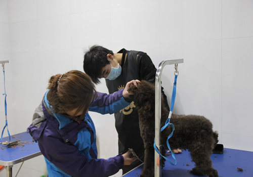 店鋪技術班第1期老師指導學員貴賓犬前腳修剪