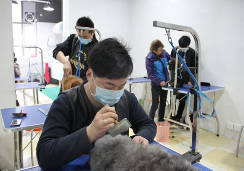 店鋪技術班第1期學員王金龍貴賓犬梳毛練習 