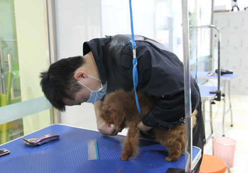店鋪技術班第1期學員張巖貴賓犬前腳洗剪 