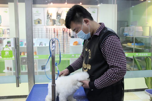 店鋪技術(shù)班第1學(xué)員王金龍貴賓犬實(shí)操