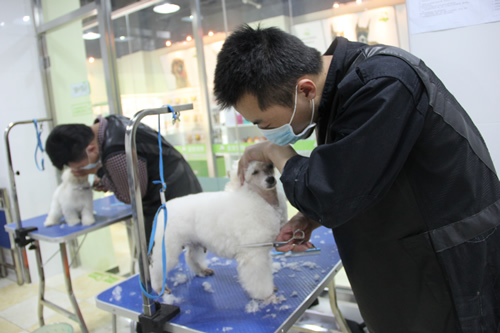 店鋪技術(shù)班第1學(xué)員張巖貴賓犬實(shí)操