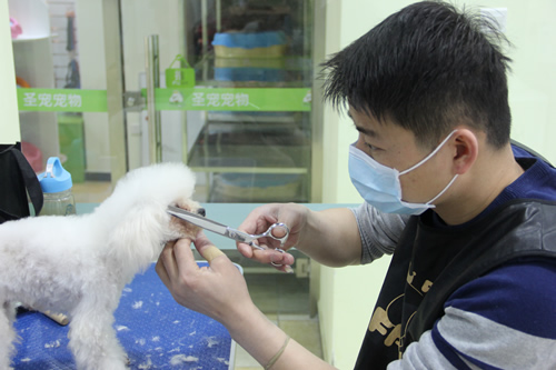 店鋪技術(shù)班第1學(xué)員黃帥貴賓犬實(shí)操