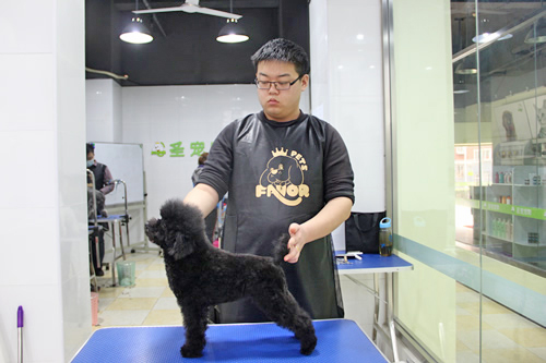 店鋪技術(shù)班第1期學(xué)員路賽貴賓犬修剪作品