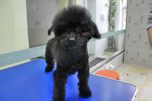 店鋪技術(shù)班第1期學(xué)員路賽貴賓犬修剪作品