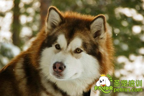 阿拉斯加雪橇犬