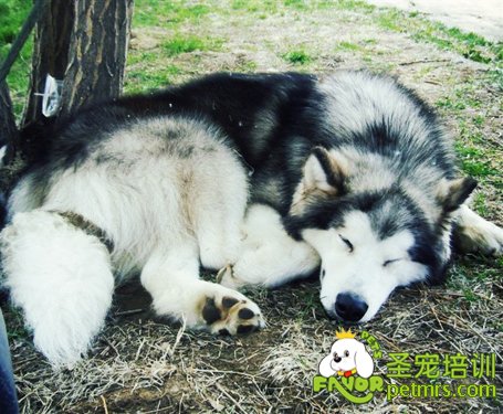 阿拉斯加雪橇犬產后護理