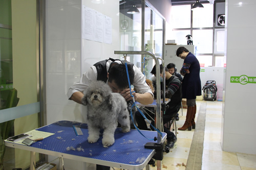 貴賓犬實操練習課堂