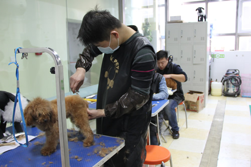 貴賓犬實操練習課堂
