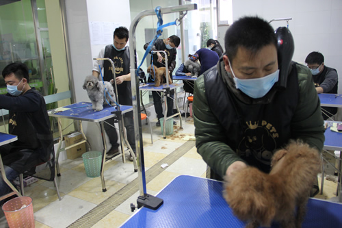 貴賓犬實操練習課堂