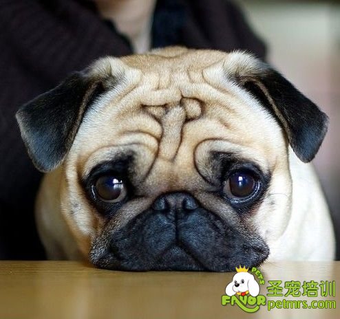 巴哥犬