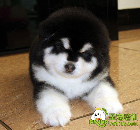 可愛的狗狗