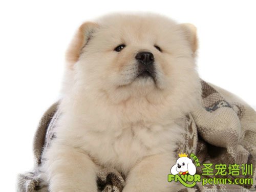 松獅犬
