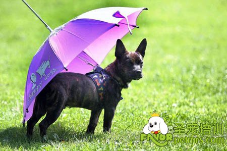 狗狗雨季飼養