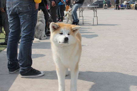 秋田犬