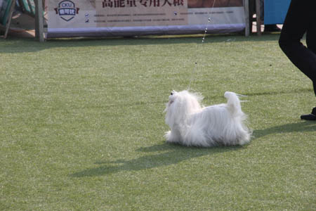 參賽犬馬爾濟(jì)斯