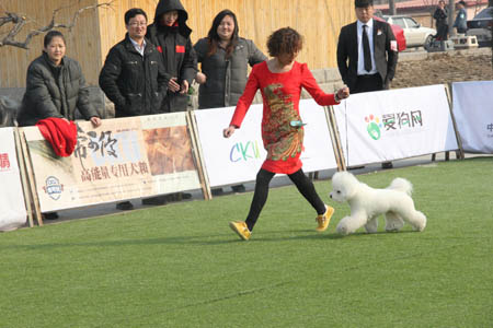 比熊犬