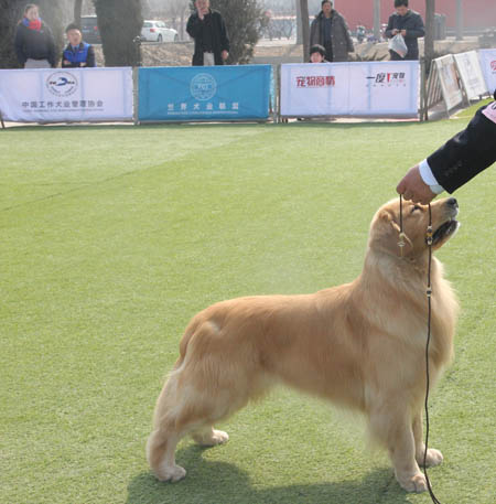 金毛尋回犬
