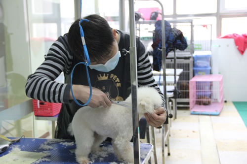 店鋪技術(shù)班第1學(xué)員黃帥貴賓犬實操