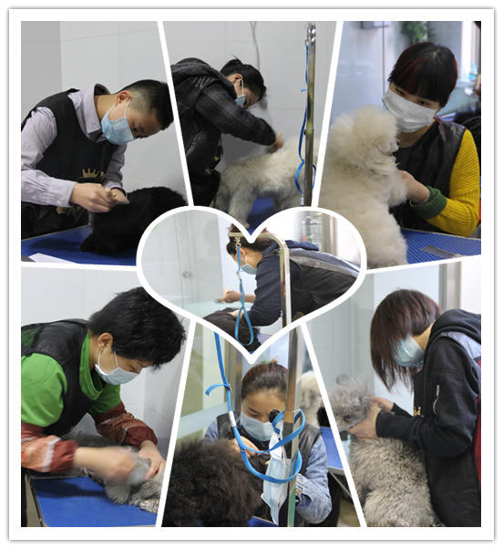 店鋪技術班學員貴賓犬實操課